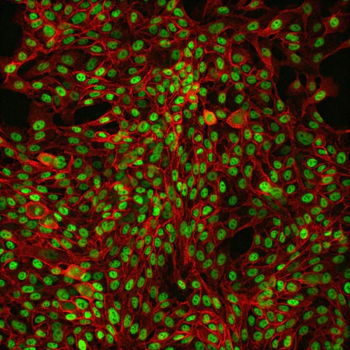 Illustration of aerosol exposure on live human bronchial epithelial cultures.