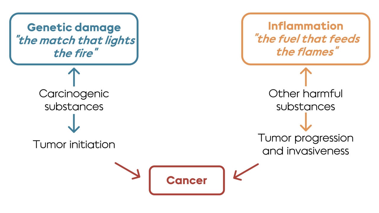 Exposure to cigarette smoke (and the carcinogens and other chemicals therein) leads to genetic damage and to inflammation