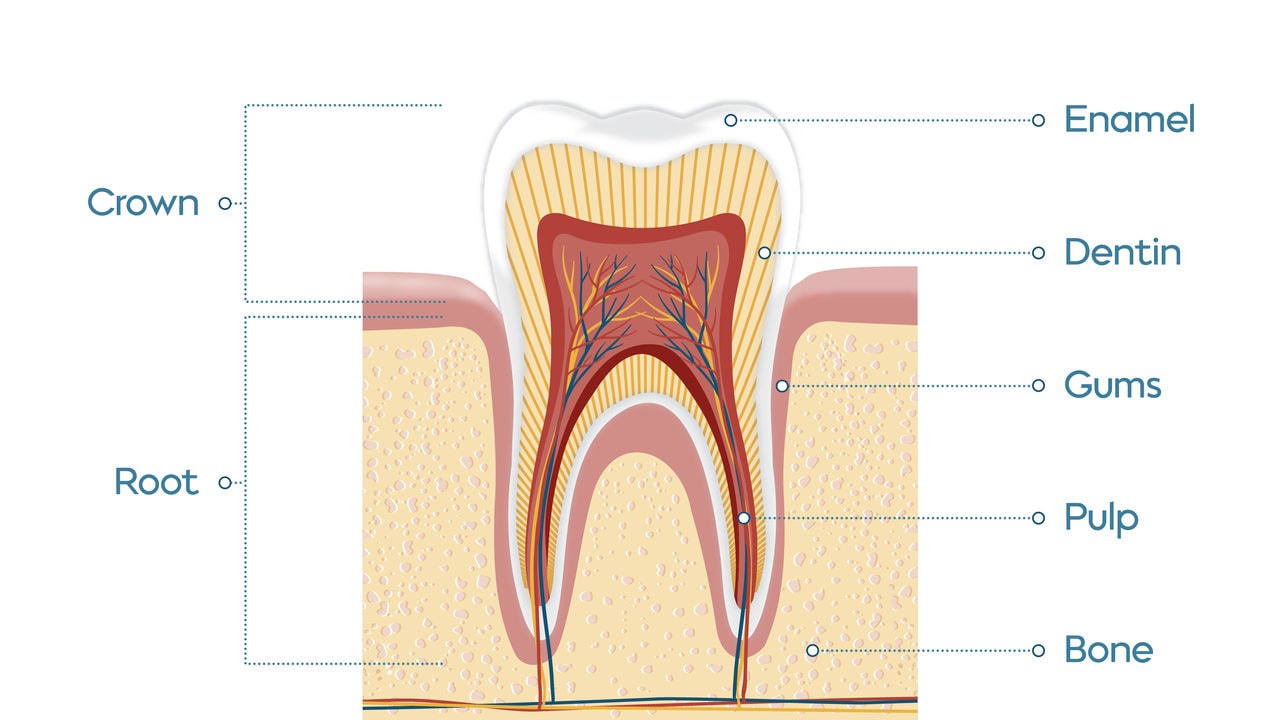 Cross-sectional view of a tooth showing layers: enamel, dentin, pulp, gums, root.