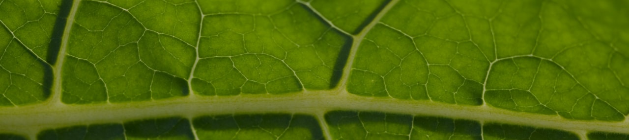 Nicotine leaf close-up