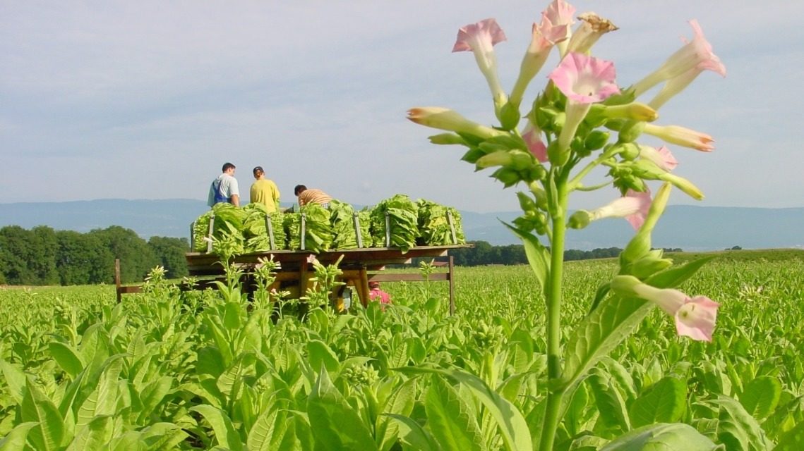 Group of people working on a tobacco plant.